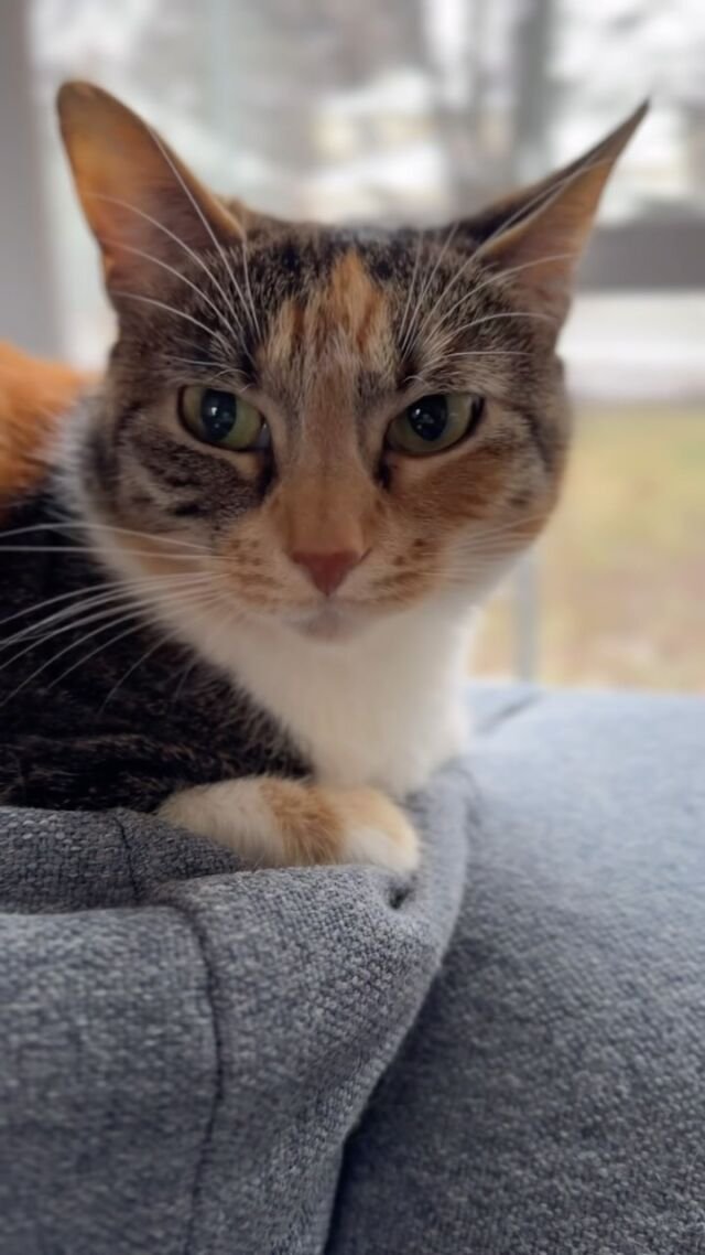 Good morning from me and my cat Waffle 🤩🤩

I have been under the weather the last two weeks, a cold followed by a bad cough - and today I finally am starting to feel back to myself.

So - I haven't been busy in my kitchen - and I am excited to share new recipes soon!

Updating on my weight loss journey- I decided I didn't want to keep gaining and losing the same 5 pounds 🤣🤣 And asked myself what can I do to change that?

The answer is getting out my food scale to really be accurate.  Guess what?  It's been a huge eye opener!  My spooning peanut butter out of the jar counting it as 1 tablespoon when it's actually 3 tablespoons.  The chips I counted as one serving is actually two servings.  BBQ sauce, creamer, ketchup, stir fry sauces- I usually didn't track those! 

The result after 42 days of weighing is I am down 7.8 pounds 🎉🎉

If you are in the same boat as I was - with basically maintaining your weight while trying to lose weight- it's probably something as easy as weighing your food. 

Glad to be feeling better and sharing more recipes soon.  Thanks for the well wishes the last few weeks 🥰🥰

Have a great day! 

#weightlossupdate #weightwatchers #knowledgeispower #weightlossjourney